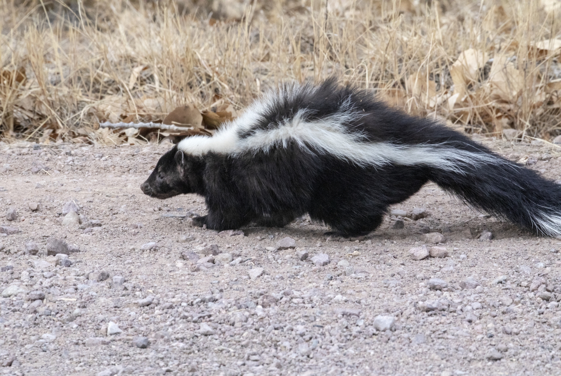 Skunk, Bosque del Apache National Wildlife Refuge